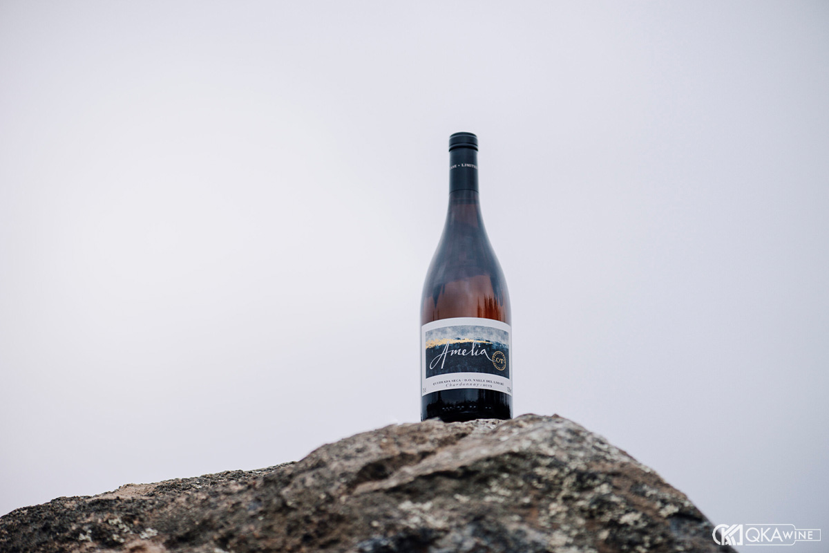 Chardonnay Chile hợp xu hướng uống vang trắng