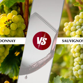 Chardonnay khác gì Sauvignon Blanc?