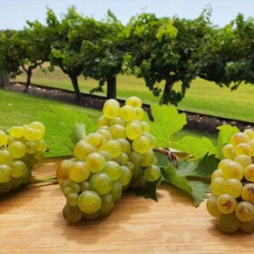 Clone Chardonnay là gì?