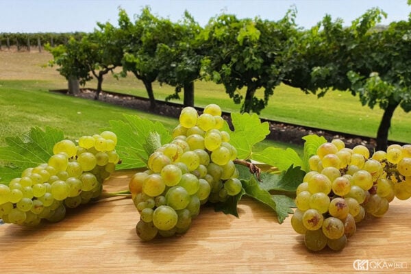 Clone Chardonnay là gì?