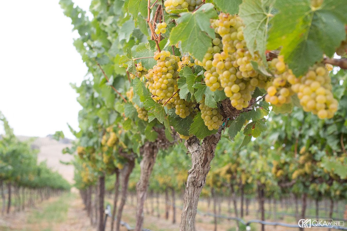 Clone trong giống nho Chardonnay