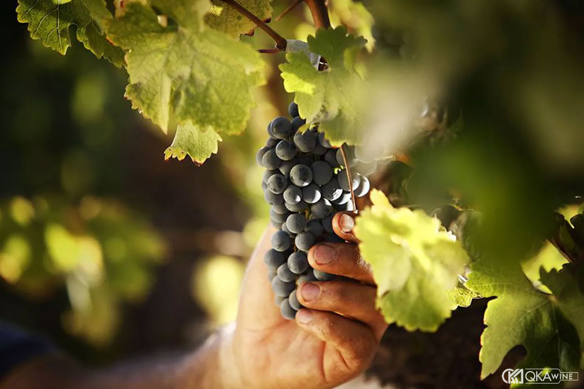 Giống nho nổi bật của Maipo Valley