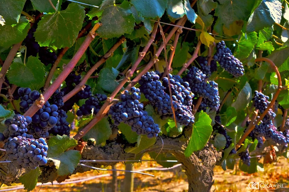 Giống nho nổi bật tại Central Valley