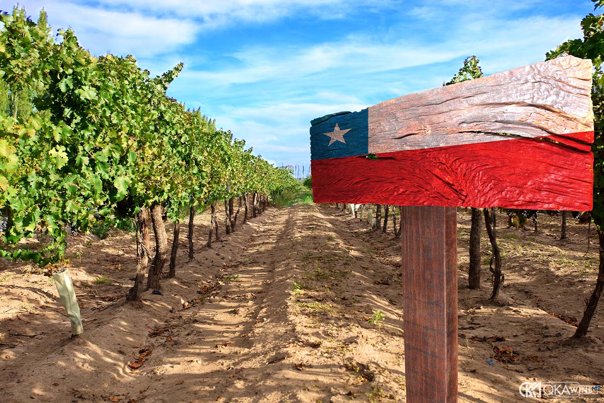 Giống nho phổ biến trong rượu Chile
