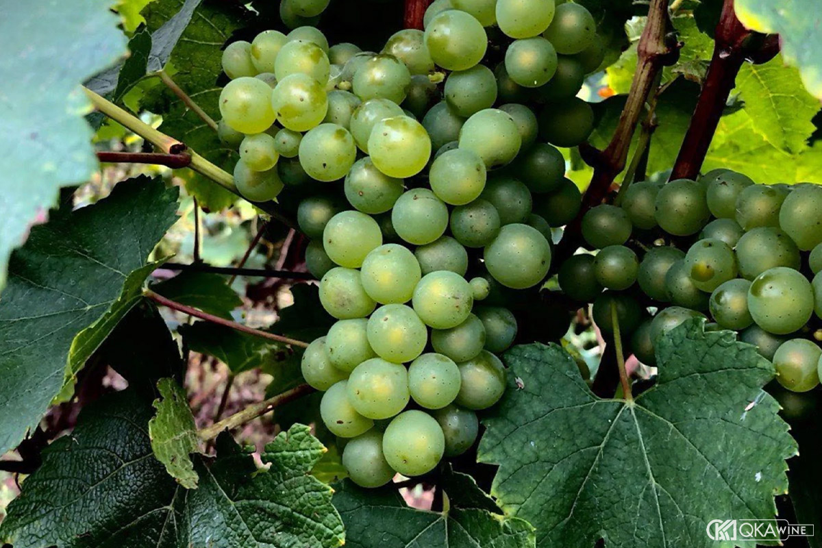 Giống nho trong Blanc de Blancs