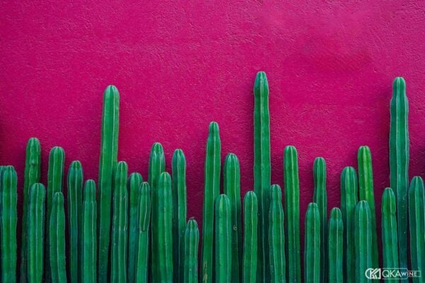 Kết quả The Tequila & Mezcal Masters 2026