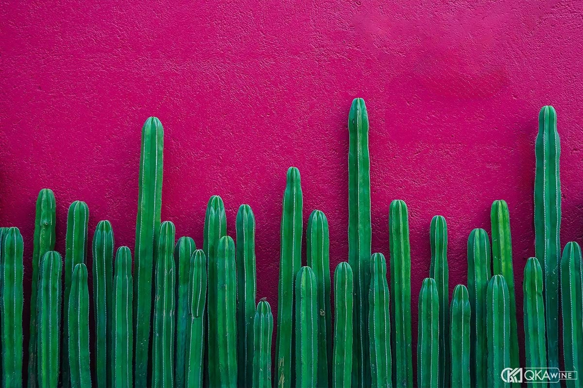 Kết quả The Tequila & Mezcal Masters 2026