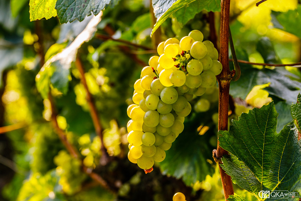 Khả năng thích nghi của nho Chardonnay