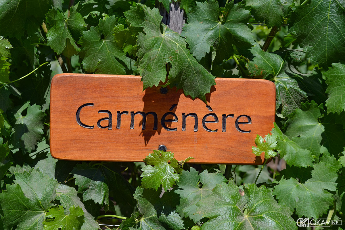 Nguồn gốc của Carmenere và hành trình đến Chile