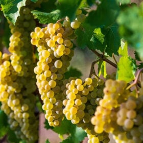 Nho Chardonnay Chile