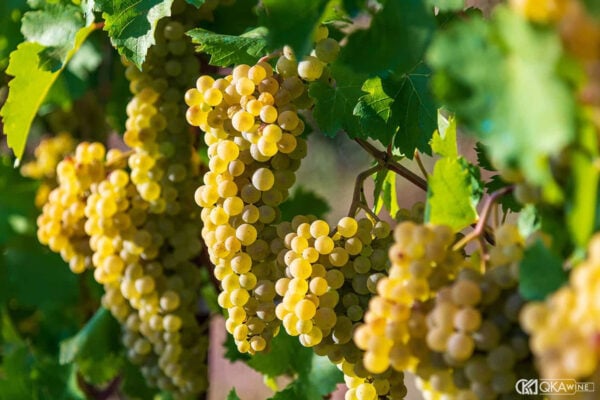 Nho Chardonnay Chile