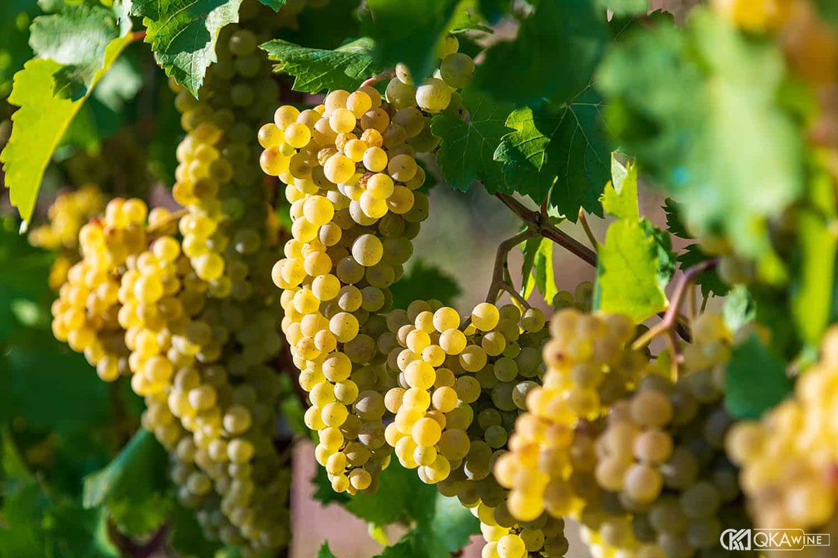 Nho Chardonnay Chile