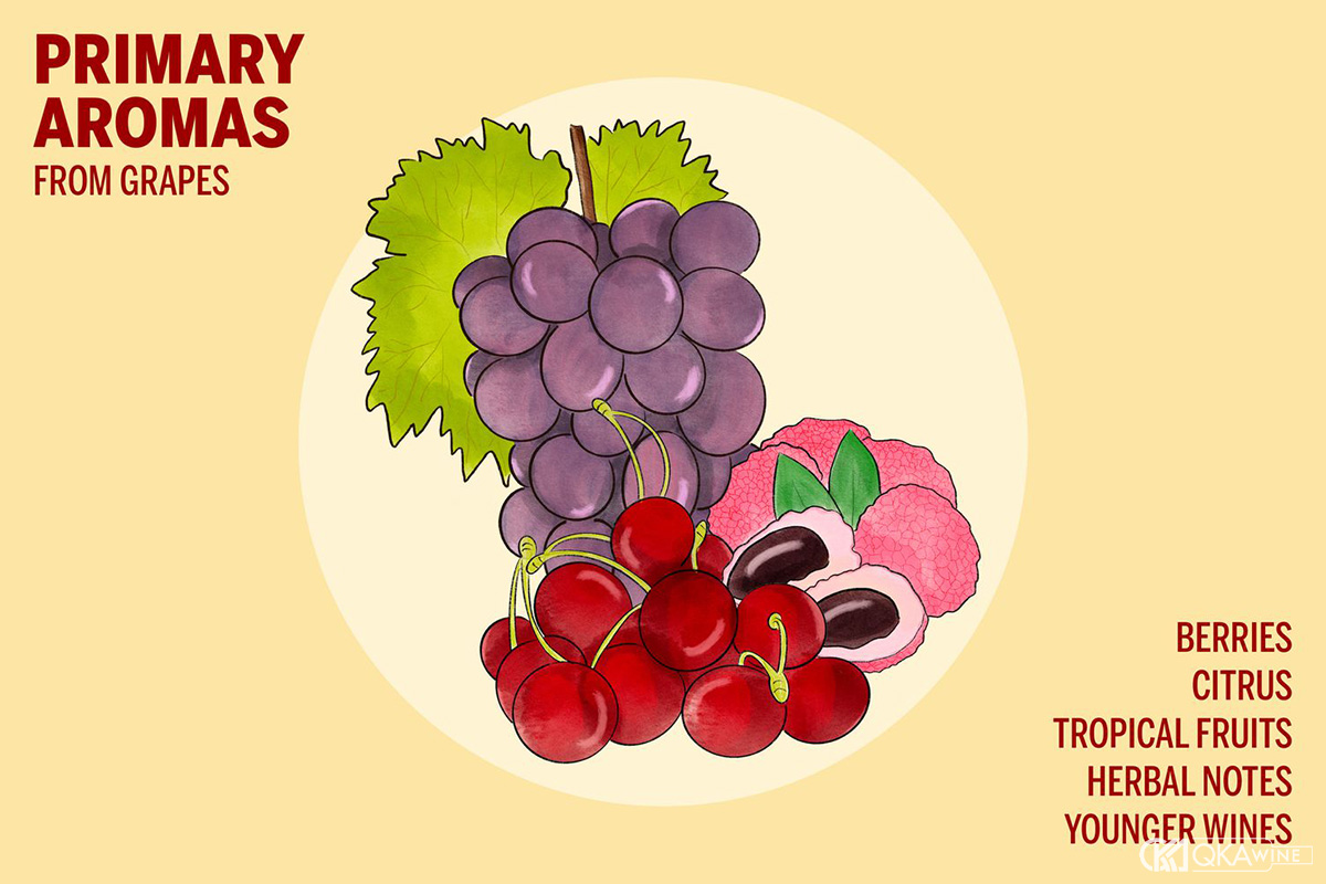 Primary Aromas là gì?