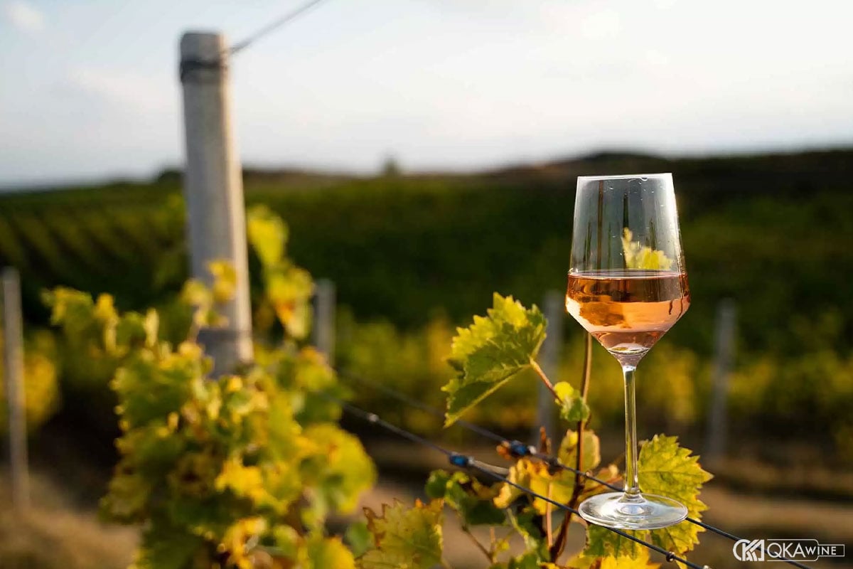 Single Vineyard là gì?