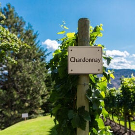 Vì sao Chardonnay là giống nho trắng phổ biến nhất thế giới?