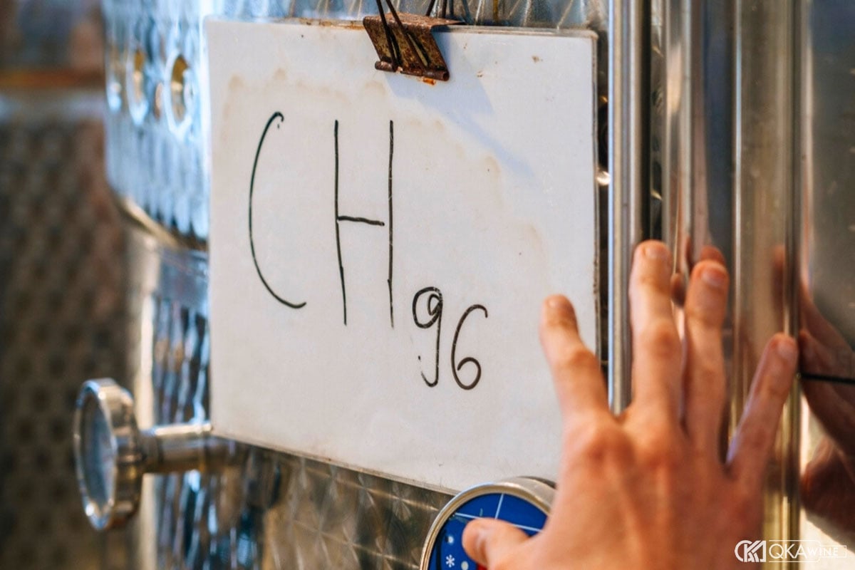 Vì sao nhà làm vang quan tâm đến clone Chardonnay?