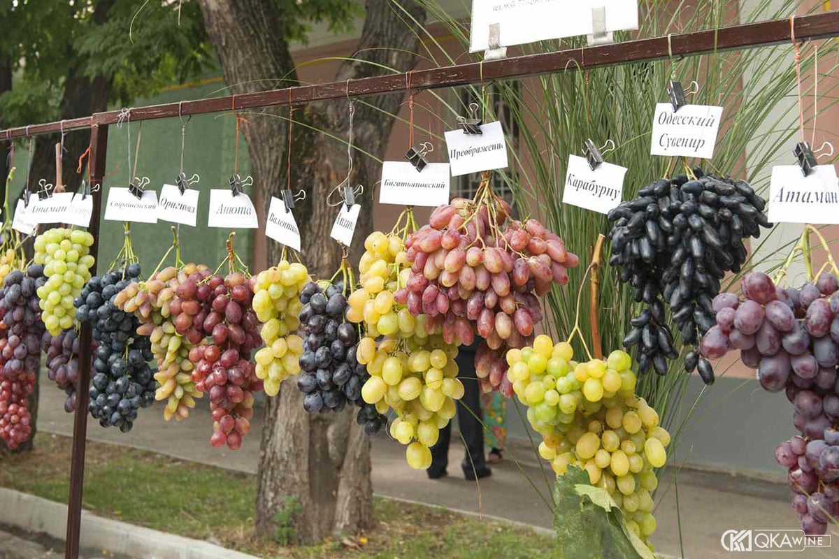 Cách đọc grape variety trên nhãn chai