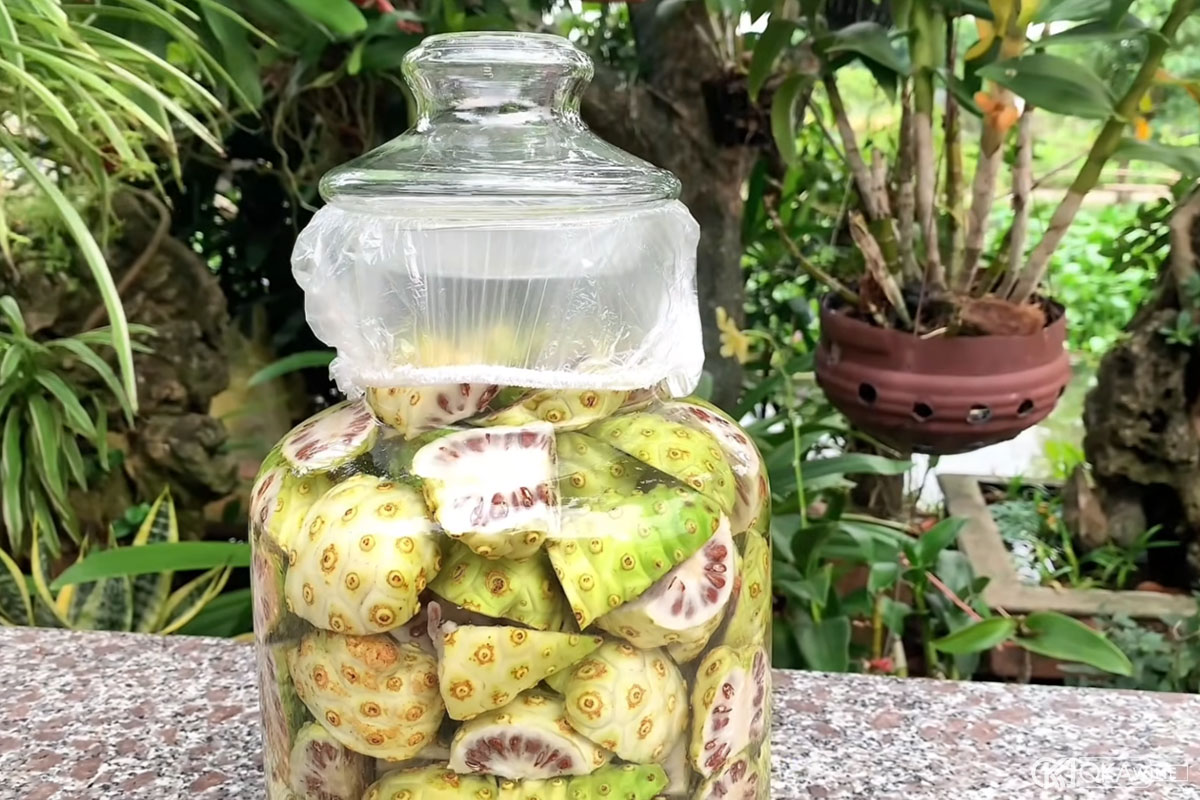 Cách ngâm rượu trái nhàu tươi