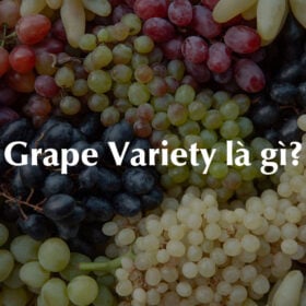 Grape Variety là gì?