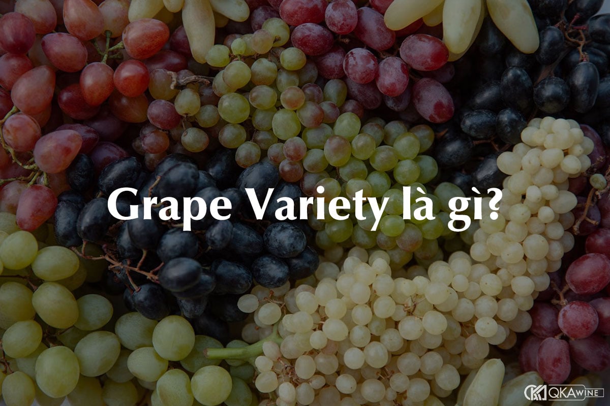 Grape Variety là gì?