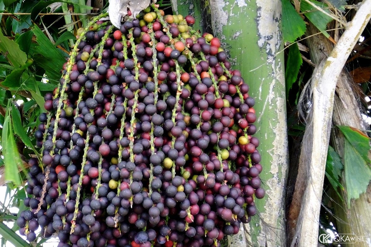 Trái đủng đỉnh là gì?