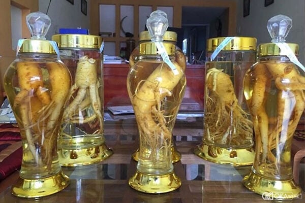 Cách ngâm rượu đinh lăng