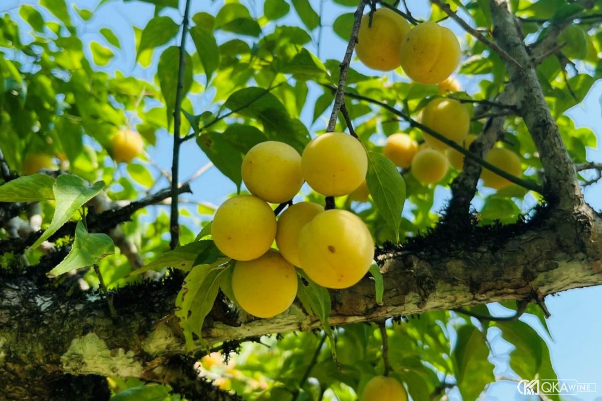Quả mơ ngâm rượu là loại mơ nào?