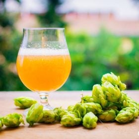 Ly tulip bia IPA màu cam đục cạnh những nón hoa bia tươi