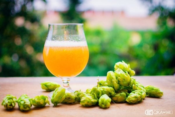 Ly tulip bia IPA màu cam đục cạnh những nón hoa bia tươi