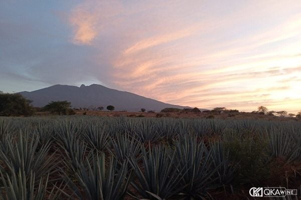 Ruộng agave xanh dưới chân núi lửa Tequila, bang Jalisco, Mexico