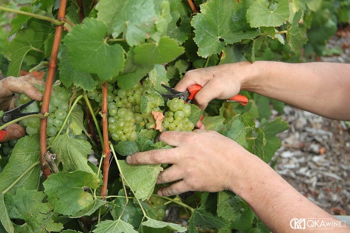 Người hái dùng kéo cắt chùm nho Chardonnay trong vườn nho gần Avize, vùng Champagne